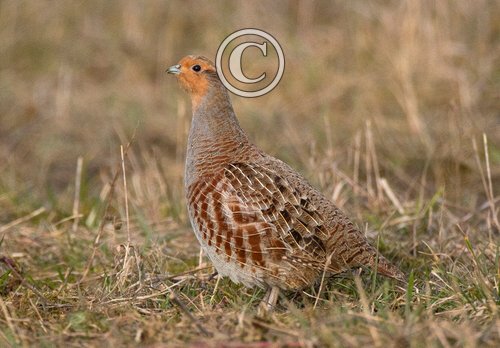 Grey Partridge DM1624